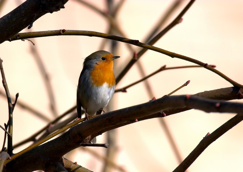 little robin stand on a branch in sunrise yellow light