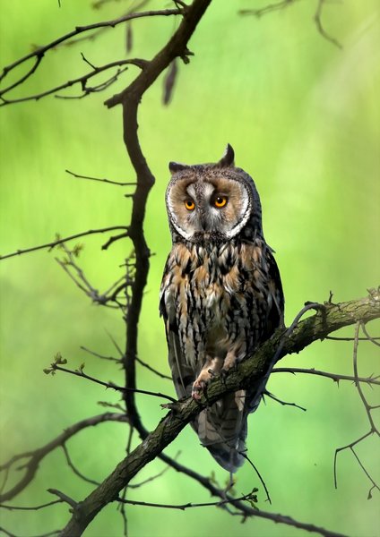 long eared owl standing on a branch in green forest