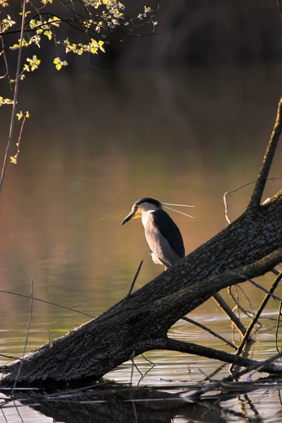 night heron standing on a branch in sunset light